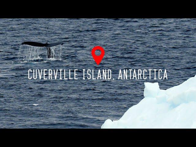 Cuverville Island, Antarctica 4K