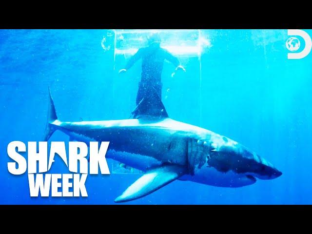 Gold Medal Moments from Shark Week 2021 | Discovery