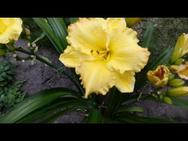 Лилейники в моем саду беспрерывного цветения.Hemerocallis20 июня 2017 # мой сад # лилейники