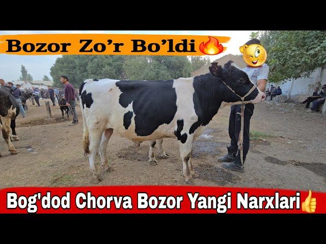 Bog'dod Chorva Bozor Zo'r Bo'ldi | 2024 Molbozor Narxlari | Молбозор 2024