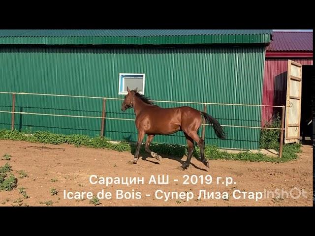 Сарацин АШ (Icare de Bois - Супер Лиза Стар) 2019