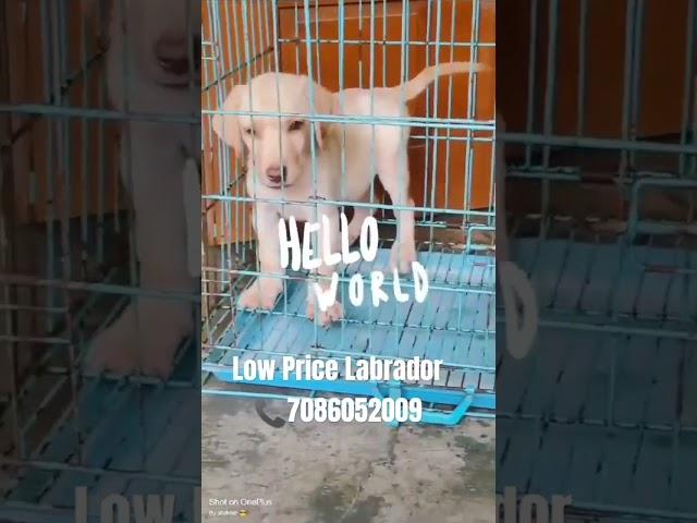 Labrador Male Available #labpuppyforsale #petshop #pets #dog #northeast #assam #dogforsale #doglover