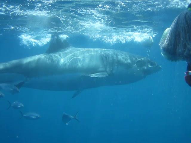 Great white shark up close!!!!