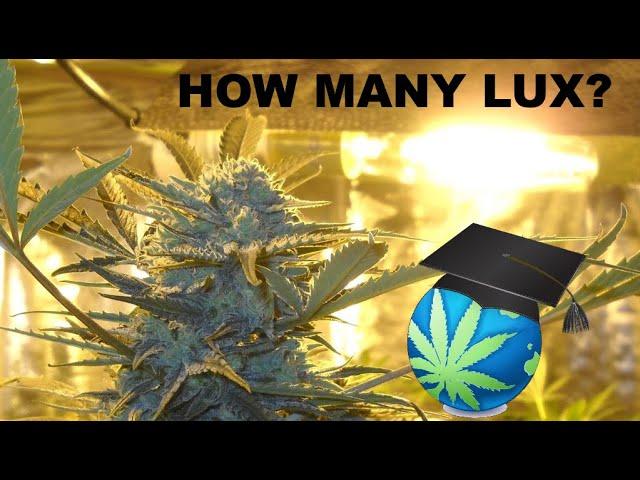 How Many Lux Does Cannabis NEED At Canopy? + Digital Illuminance Meters Overview