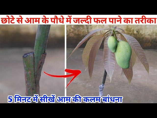 5 मिनट में सीखें आम की कलम बांधना | आम की ग्राफ्टिंग का आसान तरीका | Mango Grafting Video Hindi