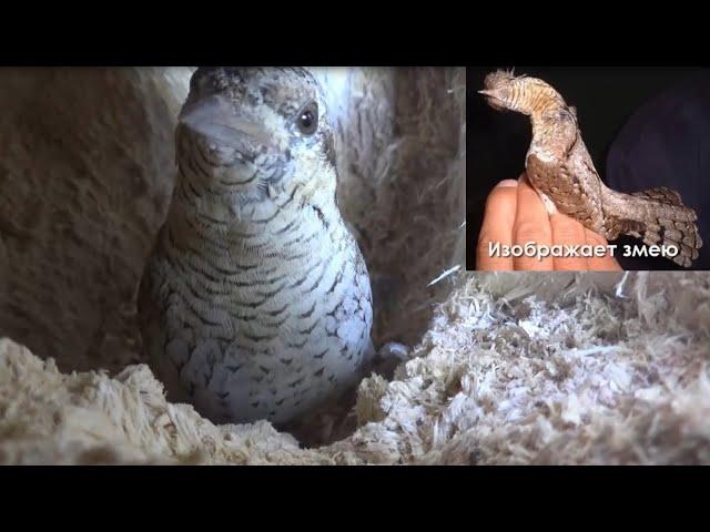 Wryneck is the bird that knows how to portray a snake - Documentary (Jynx torquilla)