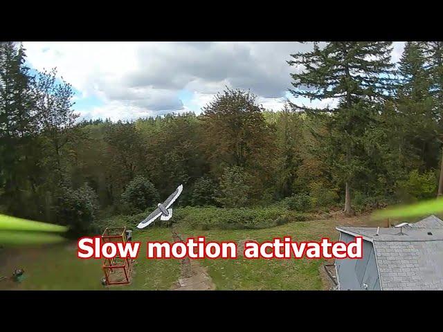 Part 2- Quadcopter chase Baby bird (Amazon toy) Walksnail Video -Hours of fun for $35