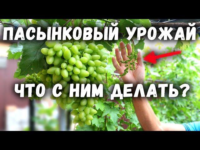 Пасынковый урожай - что с ним делать?