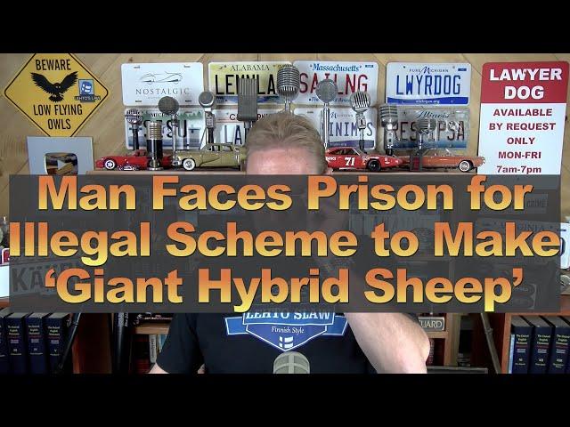 Man Faces Prison for Scheme to Create 'Giant Hybrid Sheep'