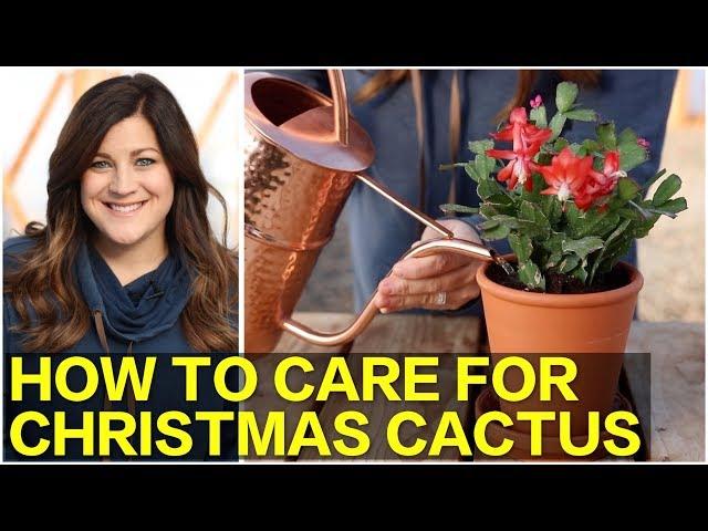 How to Care for Christmas Cactus   // Garden Answer