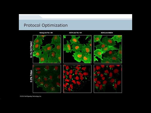 Analysis of Cellular Signaling by Fluorescent Imaging and Flow Cytometry