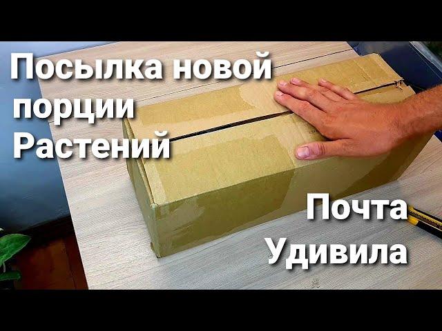 НОВАЯ ПОСЫЛКА С РАСТЕНИЯМИ/ РАСПАКОВКА/ ОБЗОР НОВИЧКОВ/ ДВА ДНЯ В ПУТИ /РЕКОРД ПОЧТЫ