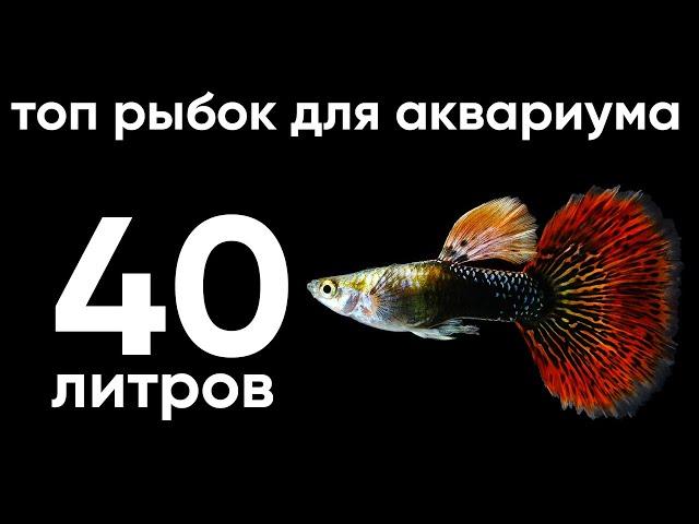 Топ рыбок для аквариума 40 литров