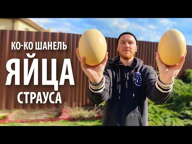 Яйцо страуса «Ко Ко Шанель» варёное и жареное