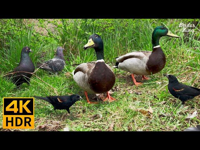 Cat TV for Cats to Watch ️All birds enjoy a good day.  Sparrows, pigeons, ducks  8 Hours(4K HDR)