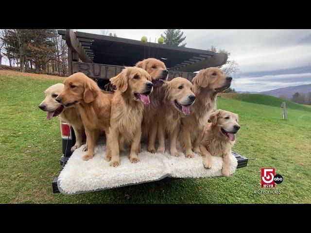 Frolic with golden retrievers near Stowe, Vermont