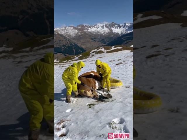 I found the lost cow on the snowy mountain top