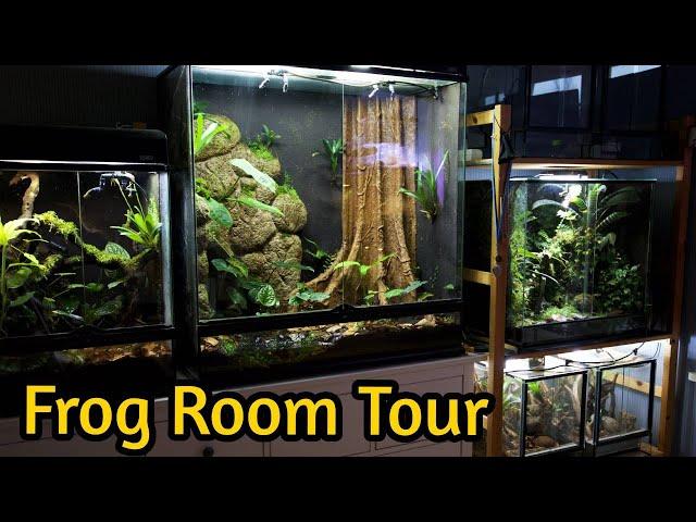 FROG ROOM TOUR 2024 - All of my Vivariums, Poison Dart Frogs, Tarantulas & Geckos