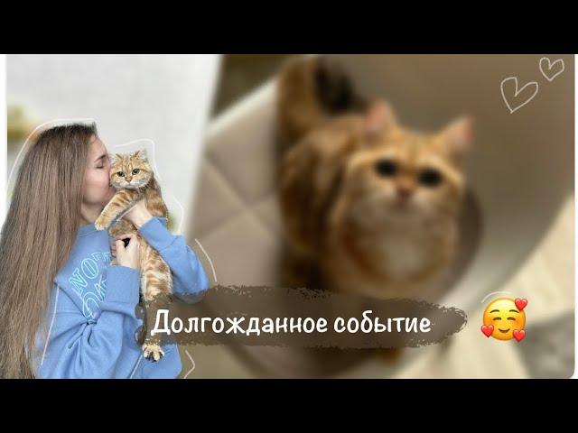 Мы завели кошку! | Золотая шиншилла | первые дни дома | плюсы и минусы