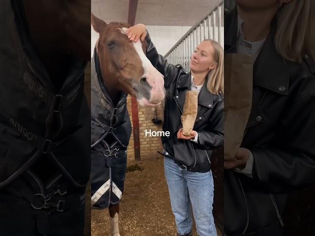 Where is your home?  #horse #horses #pony #equestrian #pferde #cheval #hest #funny #love #friends