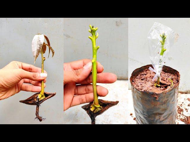 Mango Stone Grafting | Mango grafting simple technique | #mango_grafting