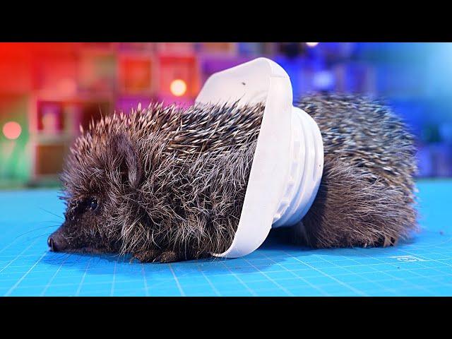 How We SAVE a Hedgehog Stuck In a JAR..