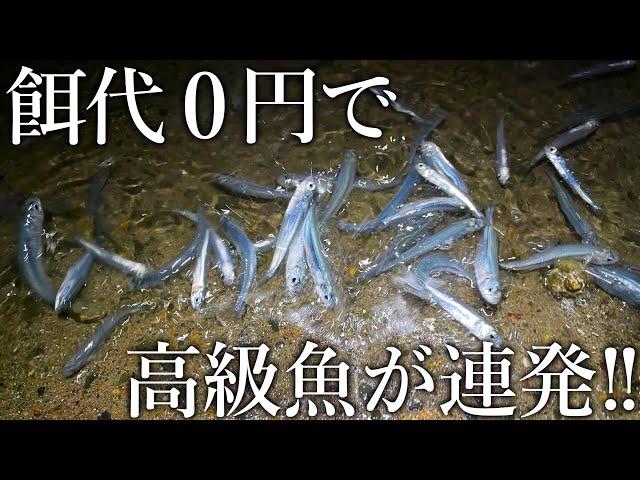 漁港に打ち寄せられたイワシで大物が釣れすぎる…エサ代0円でできる泳がせ釣りで高級魚まで入れ食い！