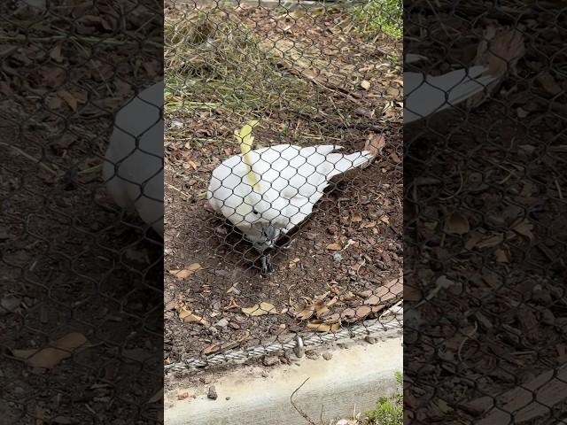 Cockatoo #short #shortvideo #birds #zoo #shortfeed
