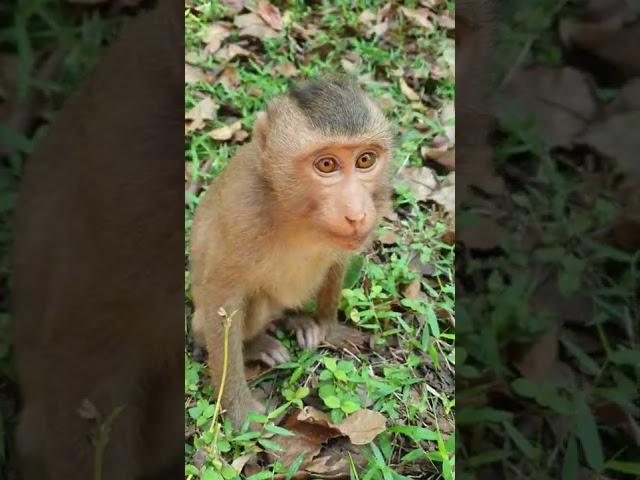 Short About Smart Hybrid Little Monkey Rex #Short