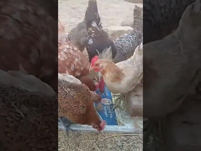 تربية الفراخ البياض والديوك فوق سطح بتنا#ترند #اكسبلور #chicken #funny #rooster #chickensong #animal