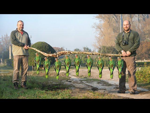 How Australian Farmers Deal with 17 Million Invasive Wild Parrots