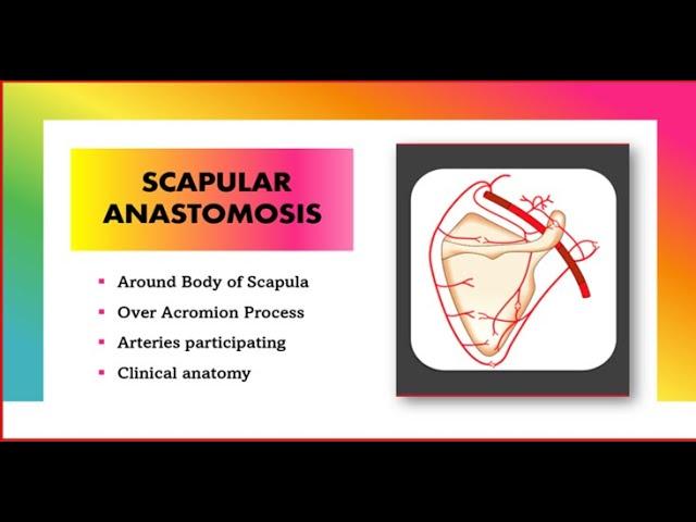 Scapular Anastomosis Anatomy [Simplified] | Upper Limb