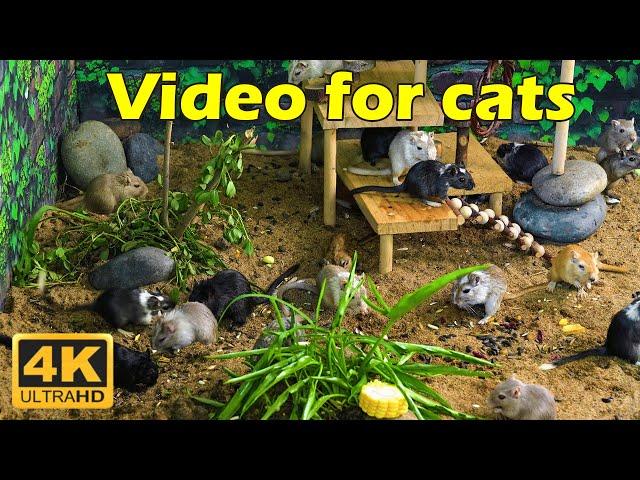 Cat TV: Tiny Mice & Hide & Seek – 3 Hours of Endless Fun for Curious Cats | Catflix