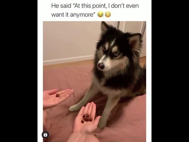 Dog gets tricked by owner and is not happy about it