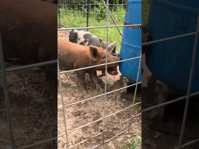 Quick, Easy, and CHEAP Pig Waterer Build! #pig #pigs #water #farming #animals #shortsfeed #hog