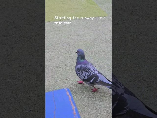 Pigeon Fashion Show: Strutting the Runway! #pigeon #catwalk #nature