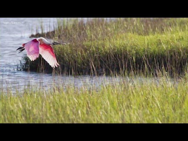 Love the outdoors? Here's how to become a Certified Texas Master Naturalist 