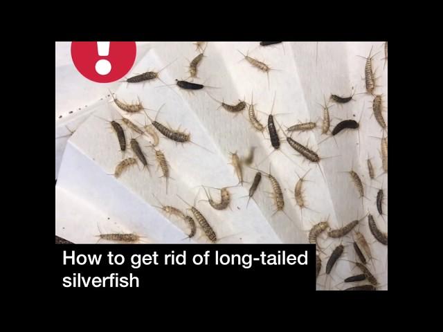 How to get rid of long-tailed silverfish