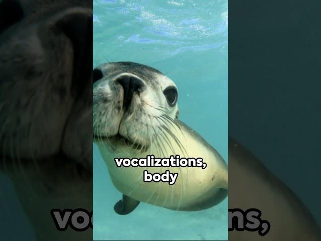 Seal Secrets  3 Fascinating Facts  #facts #animals #fascinatingfacts #seal