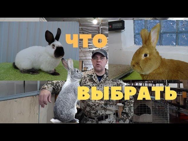 Какая порода мясных кроликов отличилась в летнюю жару/За опятами в тайгу