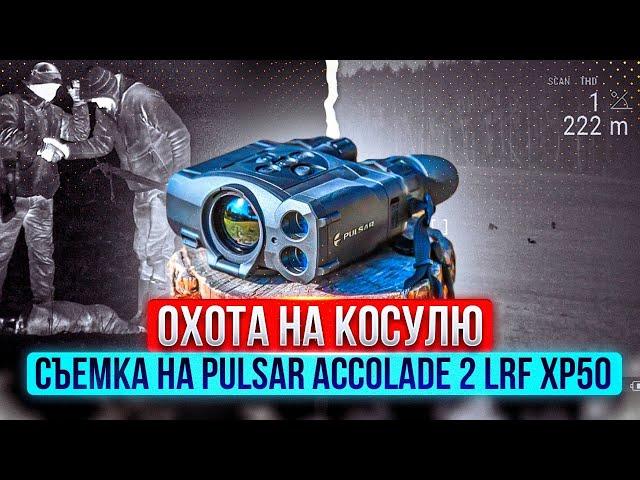 Охота на косулю в Беларуси. Запись на тепловизионный бинокль Pulsar Accolade 2