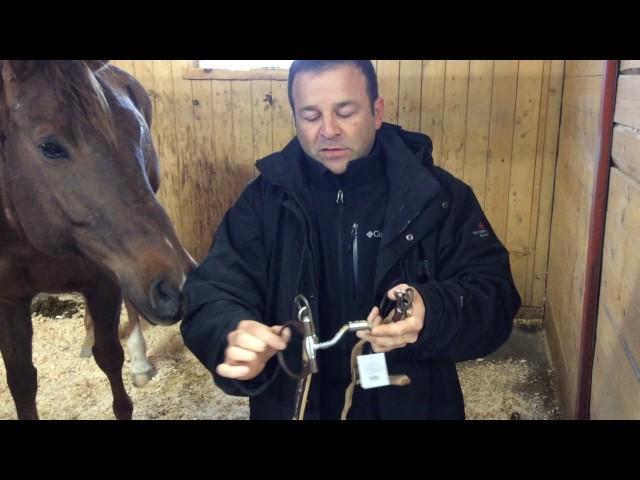 Voici un exemple d'un cheval qui a des problèmes avec son mors, son embouchure?