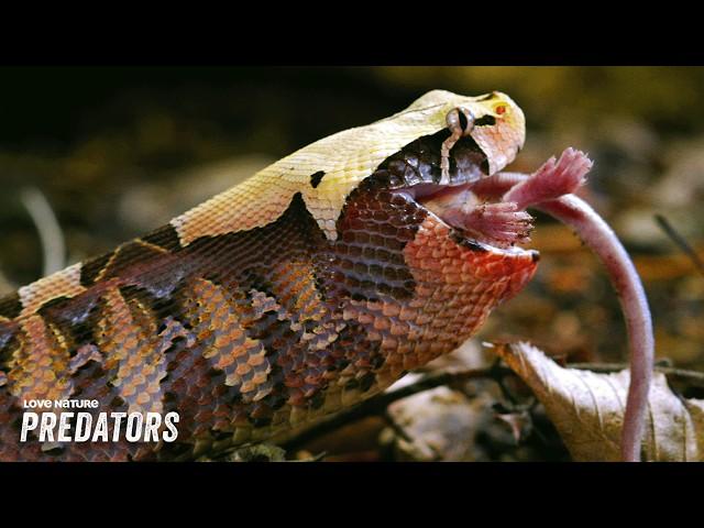 The Cruel Games Predators Play | Wild Hunters 113+112