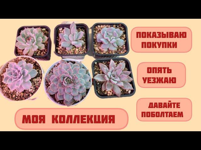 #мояколлекция Суккулентов | Мои покупки |Опять уезжаю |Давайте поболтаем 