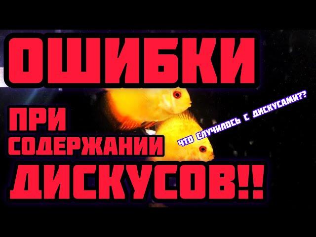 Дискусы! Ошибки при содержании!!