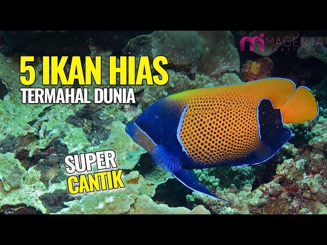 TOP 5 IKAN HIAS TERMAHAL DI DUNIA! || Golden Basslet, Bladefin Basslet, Peppermint Angelfish