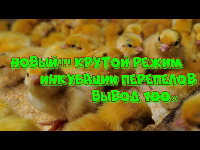 Новый крутой способ инкубации перепелов! БЕЗ ВОДЫ... Вывод 100%