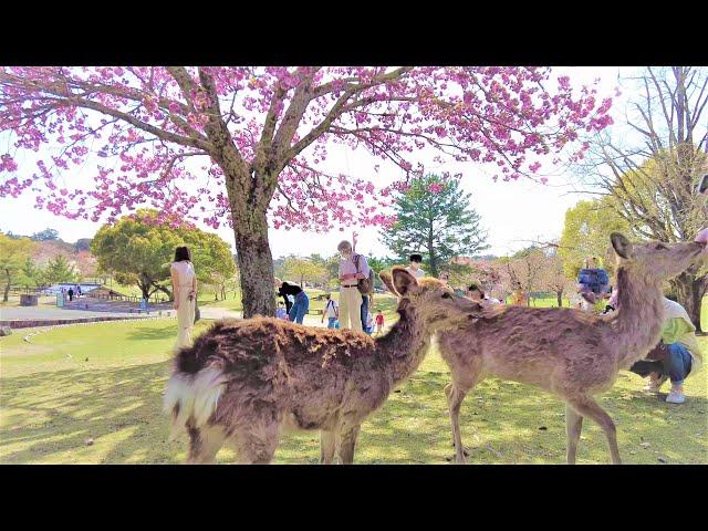 Walking around Todaiji Temple and Nara Park｜Nara Japan｜4K-ASMR