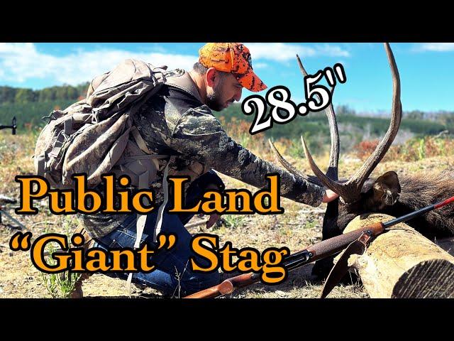 My First Sambar Stag II How to Cape for a Shoulder Mount II Hunting Australia 2024