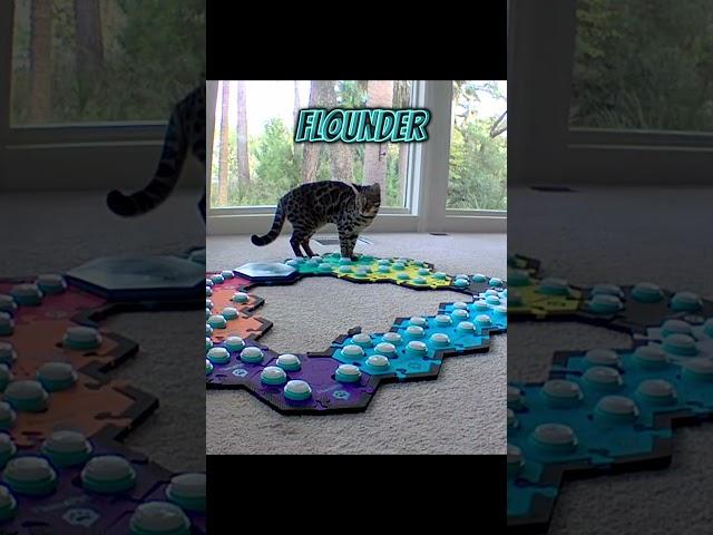 Find it Flounder
